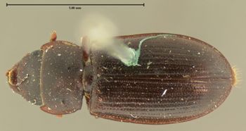 Media type: image;   Entomology 113 Aspect: habitus dorsal view